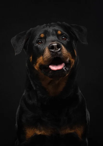 Porträtt av en hund i studion. Rottweiler på svart bakgrund. foto Sällskapsdjur för reklam. — Stockfoto