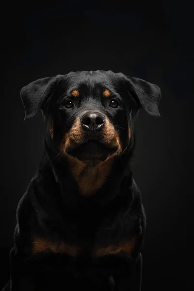 工作室里的狗的肖像。Rottweiler的黑色背景。照片宠物广告. — 图库照片