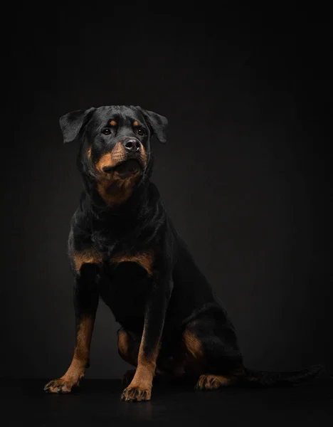 Stüdyoda bir köpeğin portresi. Rottweiler siyah arka planda. Fotoğraf evcil hayvanları reklam için.. — Stok fotoğraf