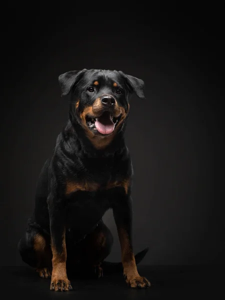 Porträt eines Hundes im Atelier. Rottweiler auf schwarzem Hintergrund. Foto Haustier für Werbung. — Stockfoto