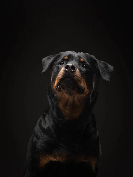 Ritratto di cane in studio. Rottweiler su sfondo nero. foto Animali domestici per la pubblicità . — Foto Stock