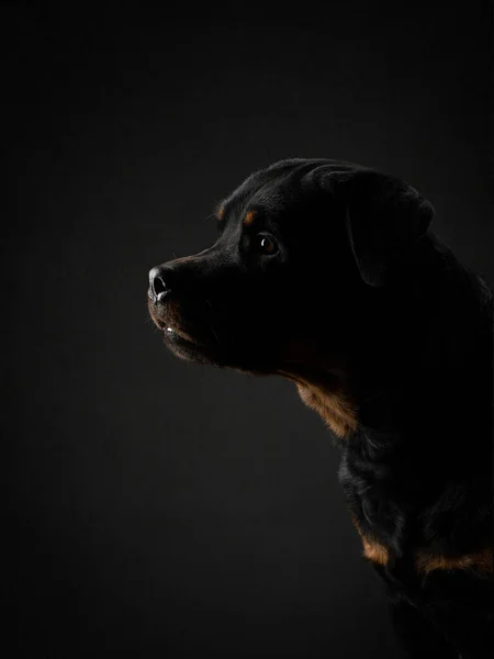 工作室里的狗的肖像。Rottweiler的黑色背景。照片宠物广告. — 图库照片
