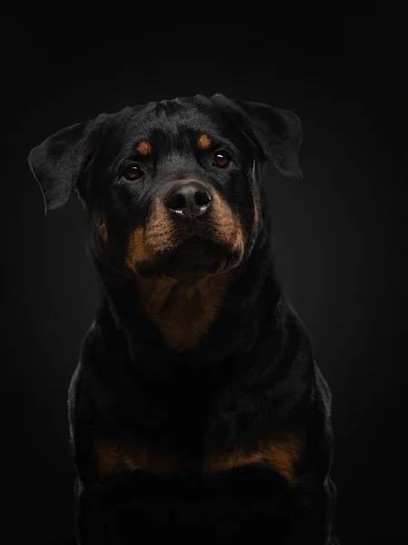 Retrato de un perro en el estudio. Rottweiler sobre fondo negro. foto Mascotas para publicidad . —  Fotos de Stock