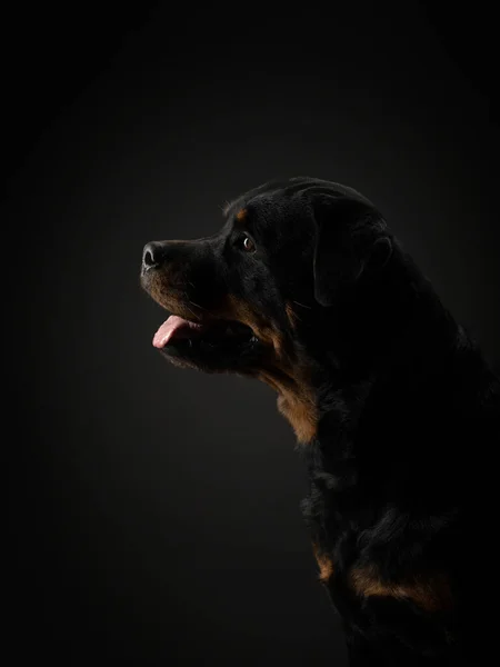 スタジオでの犬の肖像画。黒い背景のロットワイラー。写真広告用ペット. — ストック写真