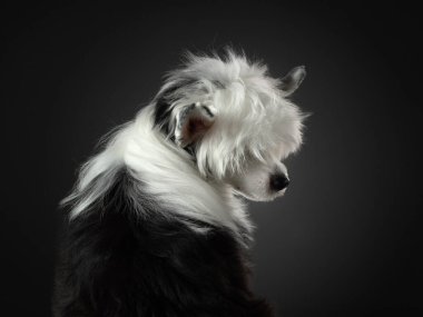 Koyu bir arka planda Çin armalı bir köpeğin portresi. Stüdyoda güzel bir evcil hayvan.