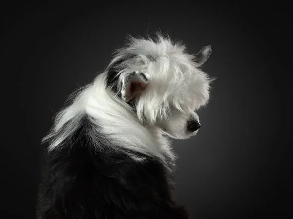 Porträt eines chinesischen Haubenhundes auf dunklem Hintergrund. schönes Haustier im Studio. — Stockfoto