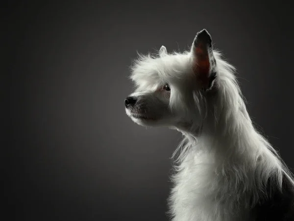 Porträt eines chinesischen Haubenhundes auf dunklem Hintergrund. schönes Haustier im Studio. — Stockfoto