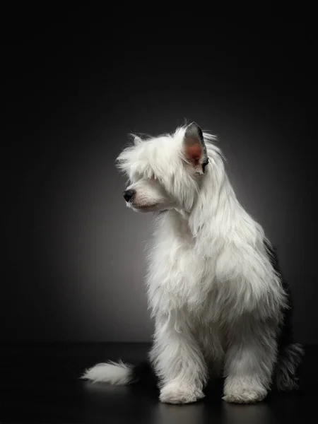 Retrato de um cão de crista chinês sobre um fundo escuro. bom Pet no estúdio . — Fotografia de Stock