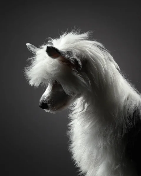 Portret chińskiego psa czubatego na ciemnym tle. miły zwierzak w studio. — Zdjęcie stockowe