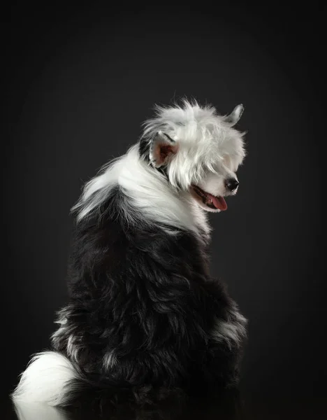Retrato de un perro de cresta chino sobre un fondo oscuro. agradable mascota en el estudio . —  Fotos de Stock