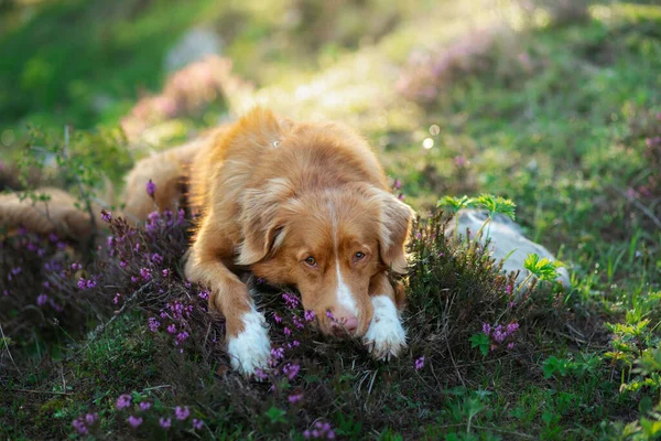 ヘザーカラーの犬。自然の中でペットの肖像画。ノバスコシアダックは美しい景色の中で取得します。春の動物 — ストック写真