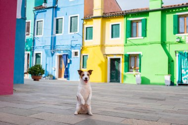 Renkli binaların, evlerin arka planındaki komik köpek. Jack Russell Terrier şehirde. Bir evcil hayvanla seyahat etmek..