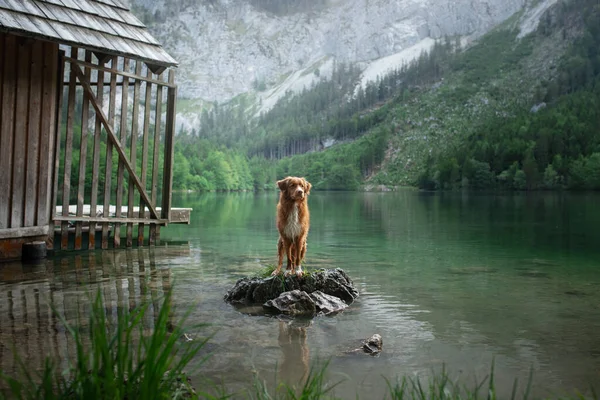 Hiking with a dog. Nova Scotia Duck Tolling Retriever mountain lake near the pier. Traveling with a pet, — Stock Photo, Image