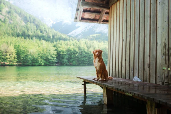 Vandring med hund. Nova Scotia Duck Tolling Retriever bergssjö nära piren. Resor med husdjur, — Stockfoto