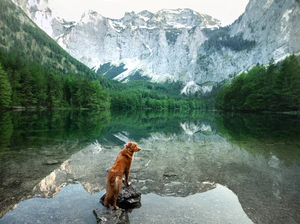 Hund vid fjällsjön. Gå med ditt husdjur på landet. Rid, äventyr. Nova Scotia Duck Tolling Retriever härstamning — Stockfoto