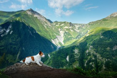 Bir köpekle yürüyüş. Jack Russell Terrier dağlarda. Küçük bir evcil hayvanla seyahat et..