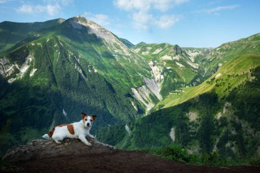 Bir köpekle yürüyüş. Jack Russell Terrier dağlarda. Küçük bir evcil hayvanla seyahat et..