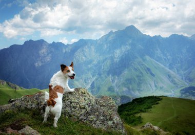 Bir köpekle yürüyüş. Jack Russell Terrier dağlarda. Küçük bir evcil hayvanla seyahat et..