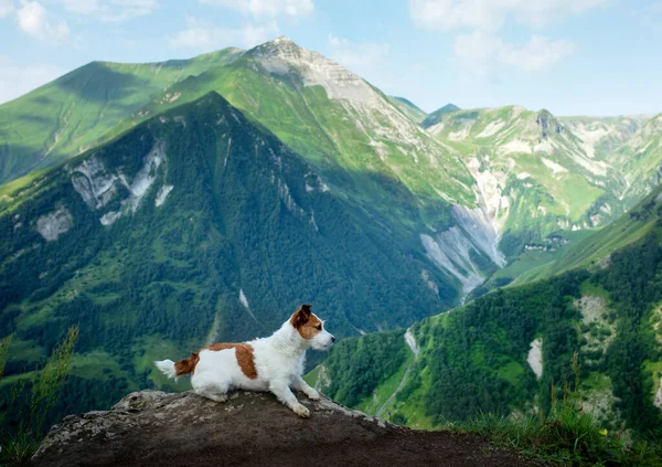 Bir köpekle yürüyüş. Jack Russell Terrier dağlarda. Küçük bir evcil hayvanla seyahat et.. — Stok fotoğraf