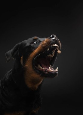 Ağzı açık kızgın bir köpek. Evcil hayvan yiyecek yakalar. Rottweiler siyah arkaplanda kıstırır