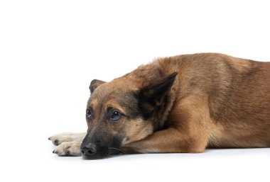 Köpek kafasını beyaz bir arka plana koydu. Stüdyoda melezler