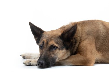 Köpek kafasını beyaz bir arka plana koydu. Stüdyoda melezler