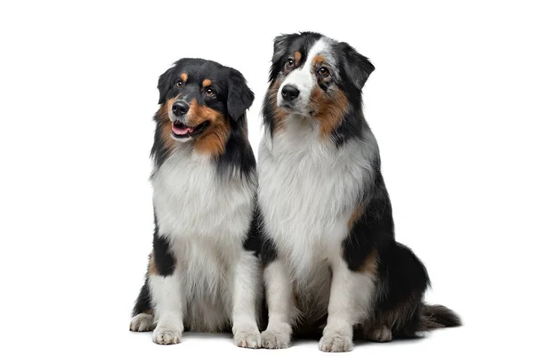 Two dogs on a white background. Australian Shepherds are sitting together. — Stock Photo, Image