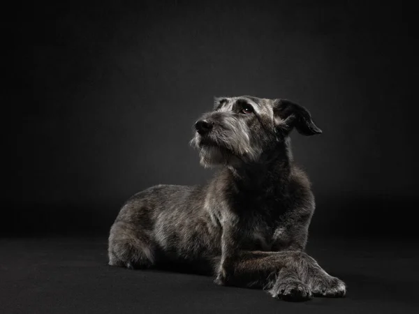 Piękny mieszaniec na ciemnym tle. Szary pies w studio na czarno — Zdjęcie stockowe