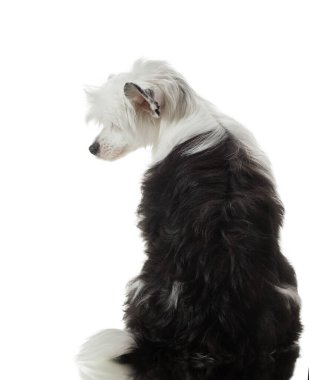 Yansımalı beyaz arka planda bir köpek. Stüdyoda bembeyaz tüylü bir hayvan var. Güzel Çin arması