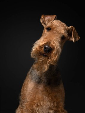 Siyah arka planda Airedale Terrier. Stüdyo ışığında evcil hayvan portresi