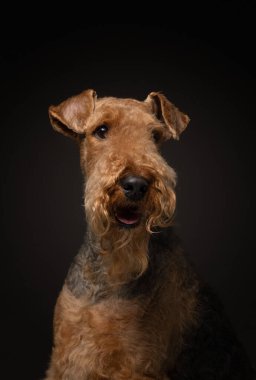 Siyah arka planda Airedale Terrier. Stüdyo ışığında evcil hayvan portresi