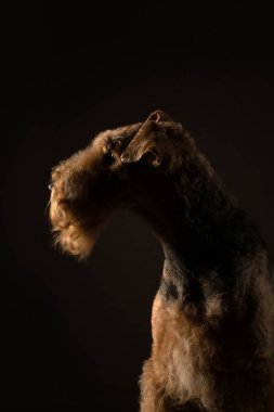 Siyah arka planda Airedale Terrier. Stüdyo ışığında evcil hayvan portresi
