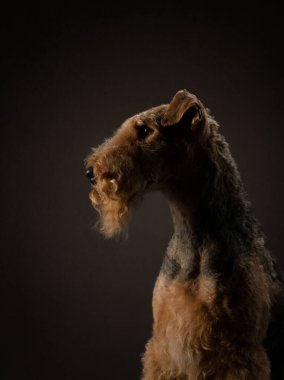 Siyah arka planda Airedale Terrier. Stüdyo ışığında evcil hayvan portresi
