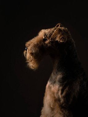 Siyah arka planda Airedale Terrier. Stüdyo ışığında evcil hayvan portresi