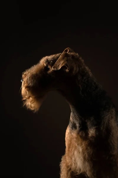 Airedale Terrier auf schwarzem Hintergrund. Haustier-Porträt im Studiolicht — Stockfoto