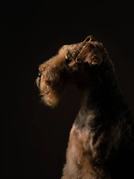 Airedale Terrier auf schwarzem Hintergrund. Haustier-Porträt im Studiolicht — Stockfoto