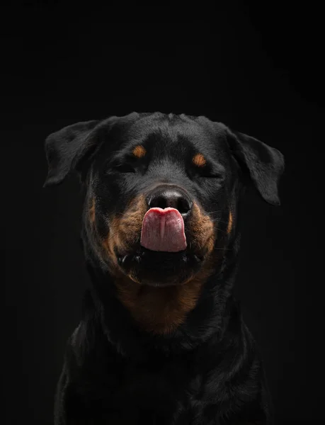 Le chien est un drôle de visage. Rottweiler sourit. Joyeux animal — Photo