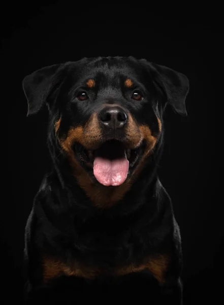 O cão é uma cara engraçada. Rottweiler sorri. Feliz animal de estimação — Fotografia de Stock