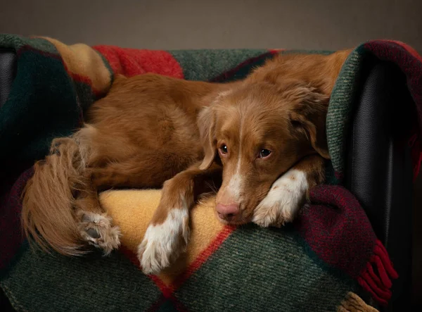 Cane su una sedia. Plaid colorato. Nuova Scozia Duck Tolling Retriever a casa — Foto Stock