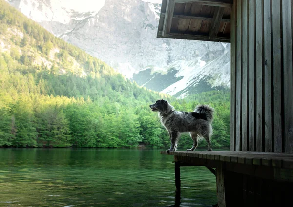 Pies w przyrodzie, tło pięknego krajobrazu. zwierzątko nad górskim jeziorem. — Zdjęcie stockowe