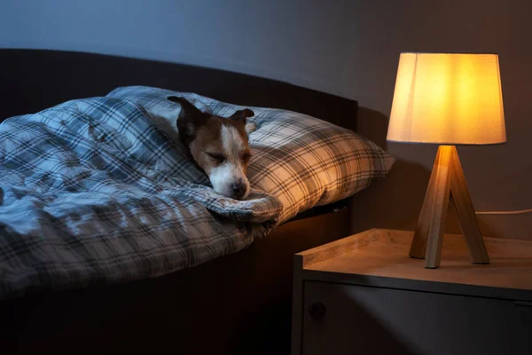 Pies Śpi Łóżku Choroba Zdrowie Wirus Jack Russell Terrier Pod — Zdjęcie stockowe