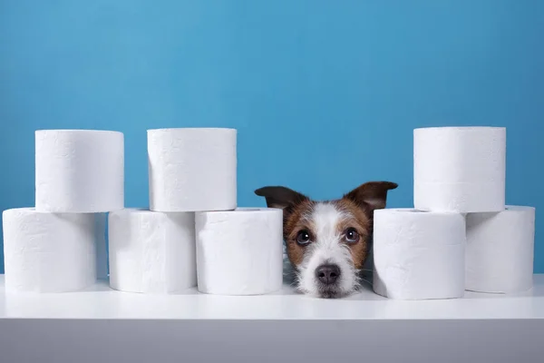 Dog with toilet paper. Jack Russell Terrier is surprised. Panic, virus, pandemic