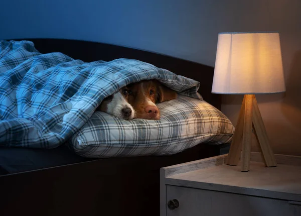 Zwei Hunde Schlafen Bett Krankheit Gesundheit Virus Jack Russell Terrier — Stockfoto