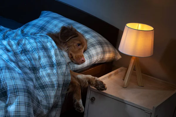 Der Hund Schläft Bett Krankheit Gesundheit Virus Nova Scotia Duck — Stockfoto