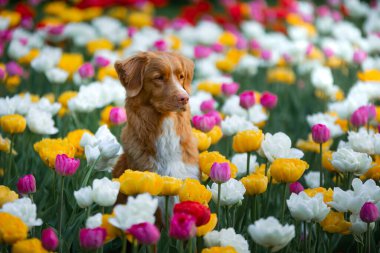 Çiçekli, laleli bir köpek. Parkta evcil hayvanla birlikte yürü. Mutlu novalar Scotia Duck Tolling Retriever