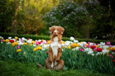 Çiçekli, laleli bir köpek. Parkta evcil hayvanla birlikte yürü. Mutlu novalar Scotia Duck Tolling Retriever
