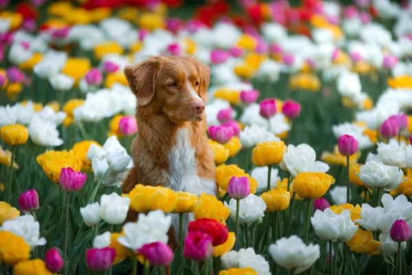 Un perro en flores, en tulipanes. Camina con la mascota en el parque. Feliz Nova Scotia Duck Tolling Retriever — Foto de Stock