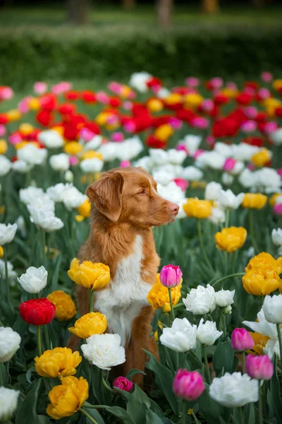 Un perro en flores, en tulipanes. Camina con la mascota en el parque. Feliz Nova Scotia Duck Tolling Retriever — Foto de Stock