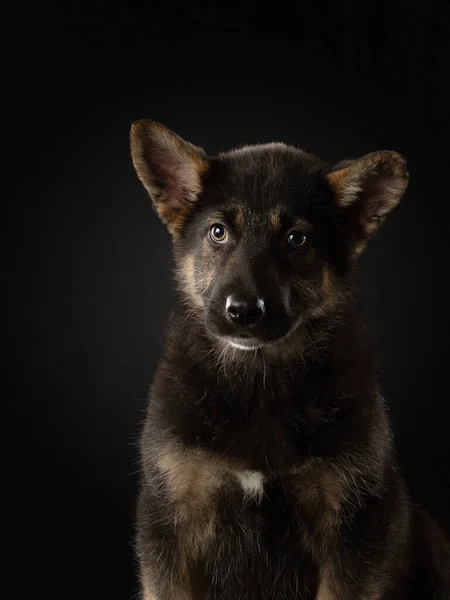 Puppy op een donkere achtergrond. gemengde hond. schattig huisdier in de studio — Stockfoto