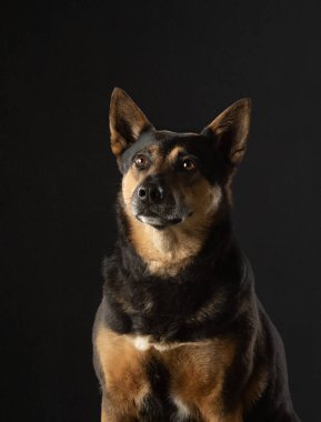 Karanlık bir geçmişi olan bir köpek. Güzel hayvan. Stüdyoda hayvanlar var..